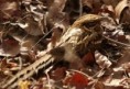 /album/photogallery/long-tailed-nightjar-jpg/